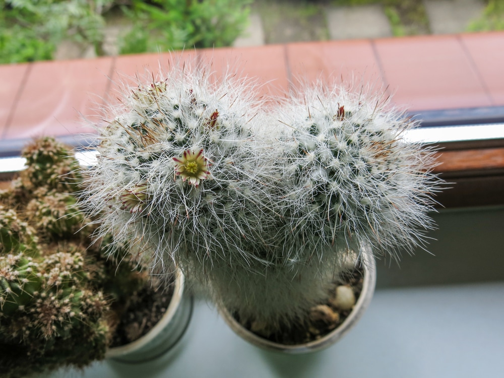 Old Man Cactus Cephalocereus Senilis