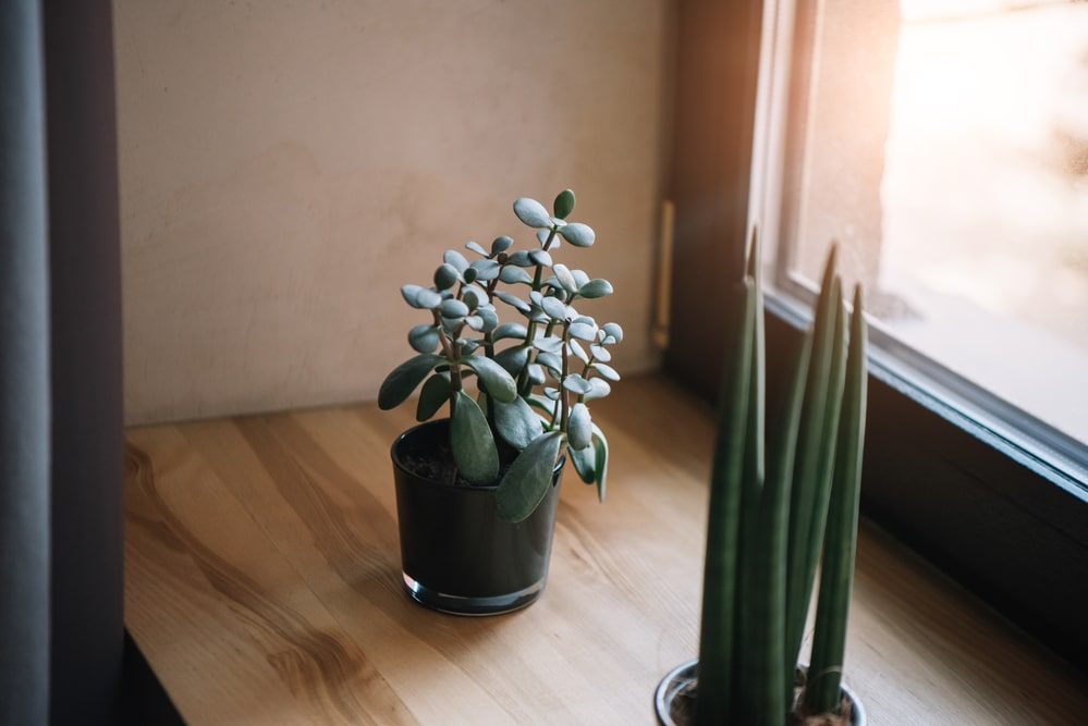 Crassula ovata jade plant