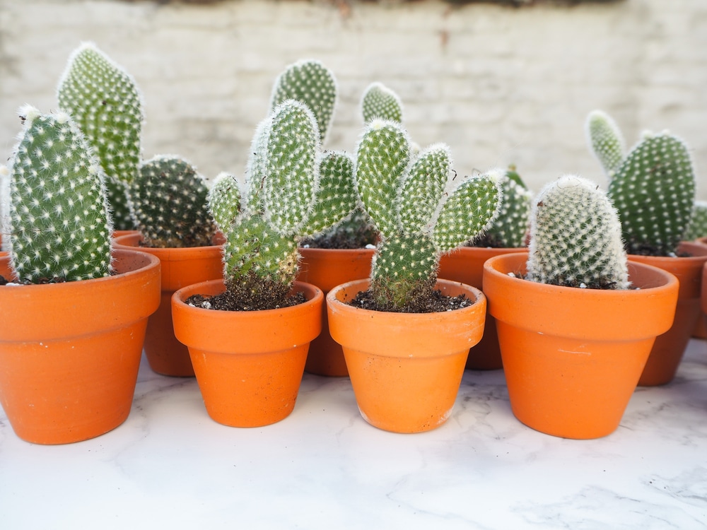 Opuntia microdasys