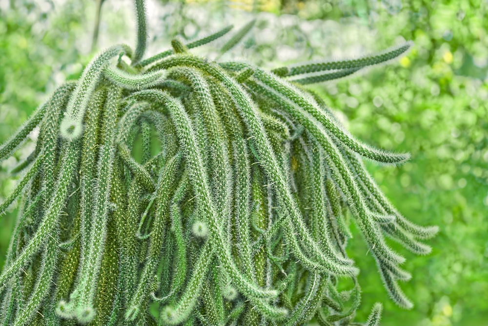 Rattail Cactus (Aporocactus flagelliformis)