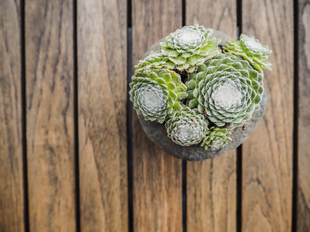 Sempervivum arachnoideum