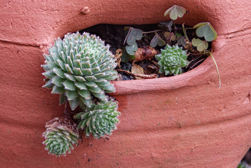 Sempervivum tactorum