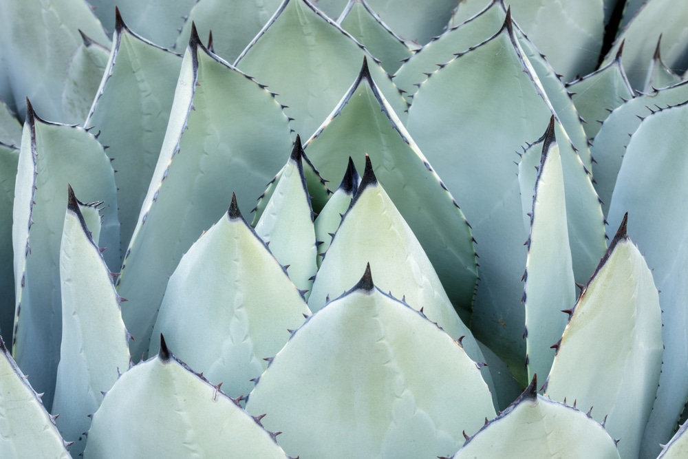 Agave parryi