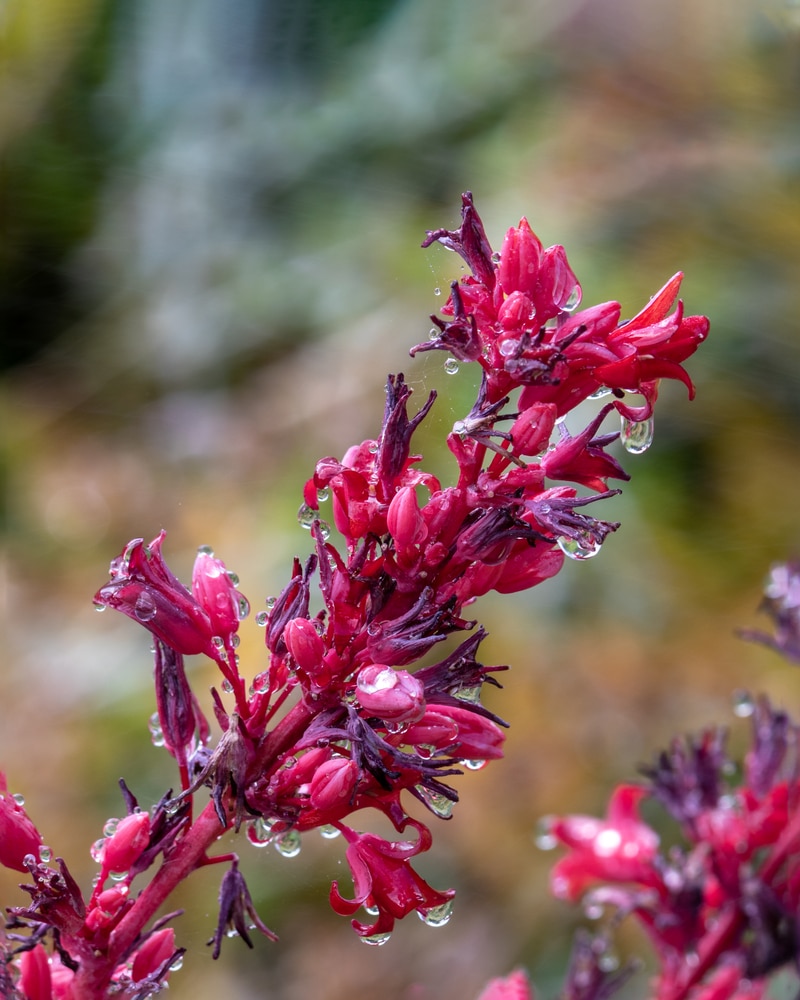 Hesperaloe parviflora