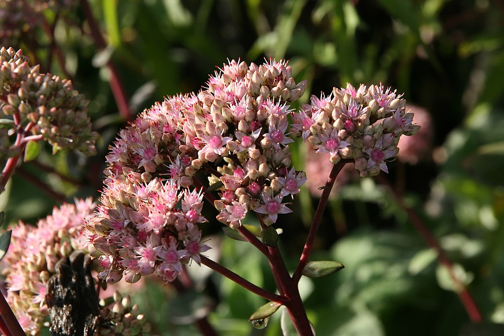 Sedum Matrona