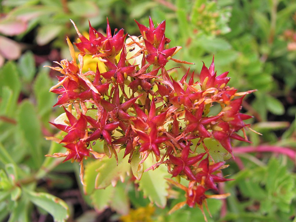 Sedum sichotense