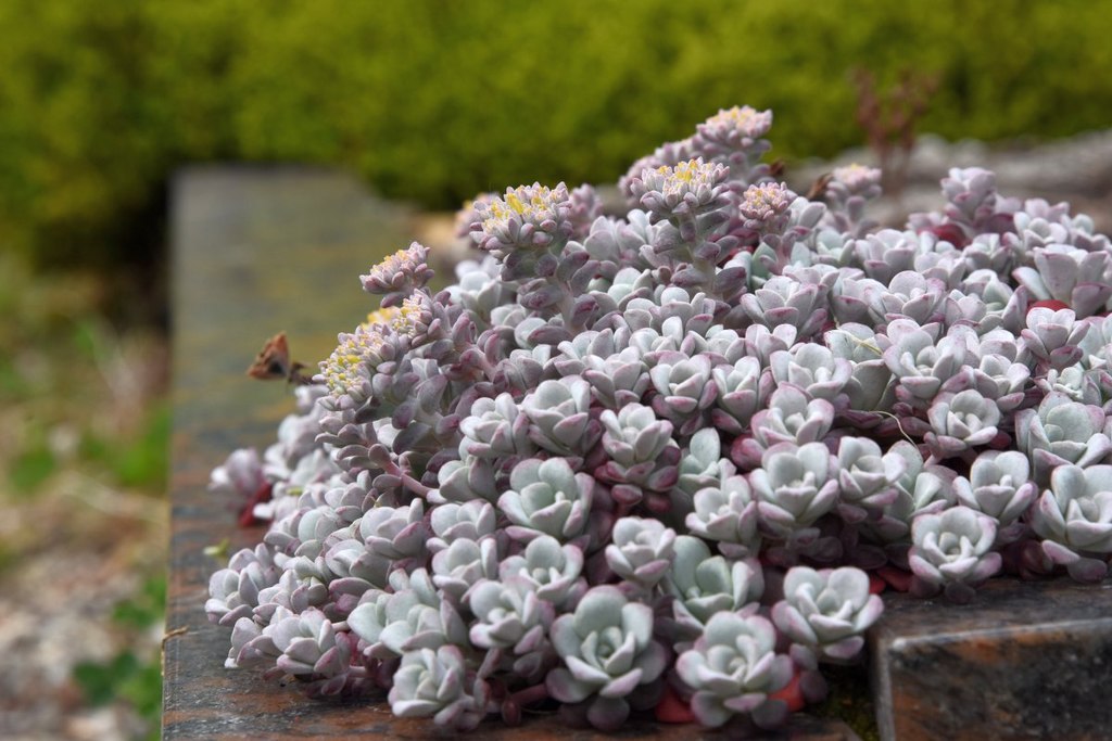 Sedum spathufolium