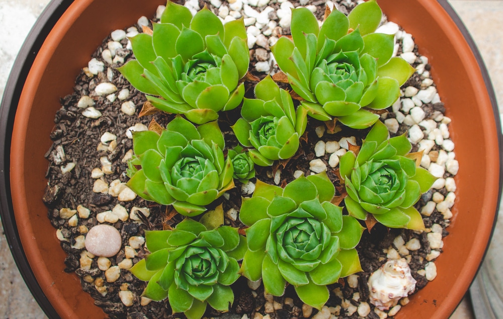 Sempervivum tectorum