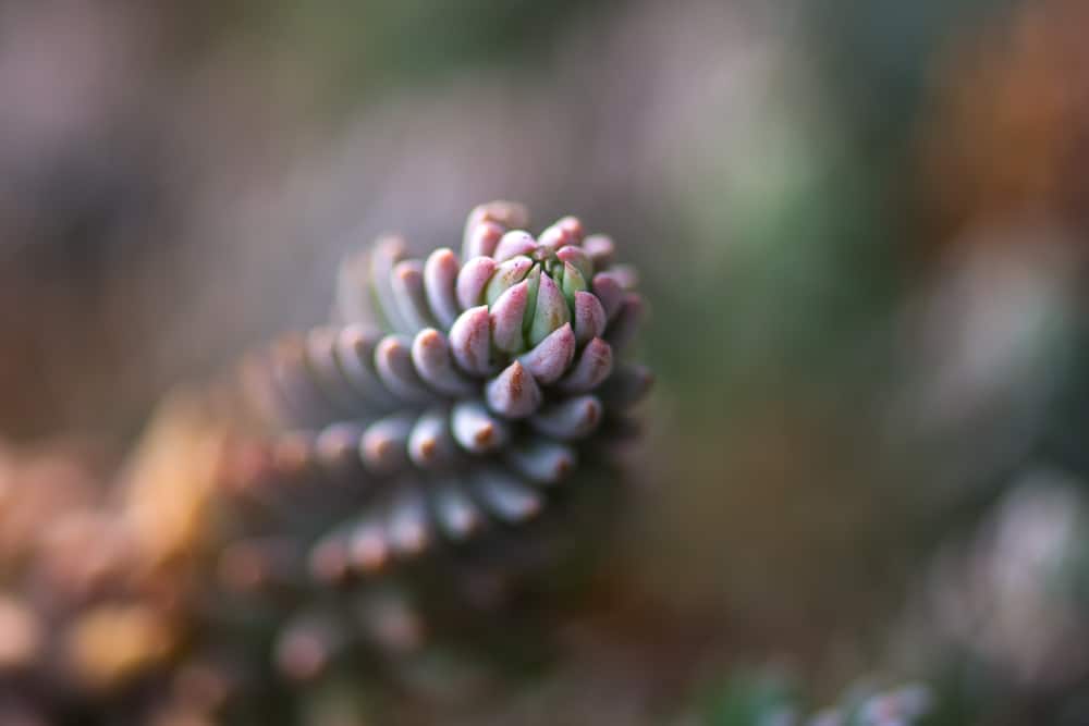 sedum reflexum