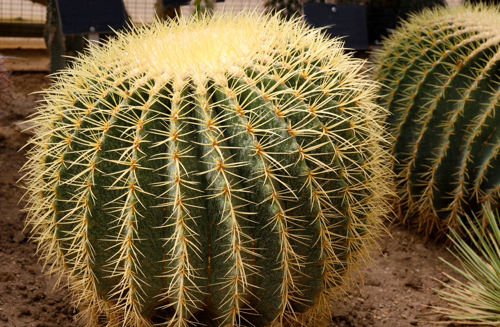 Echinocactus grusonii