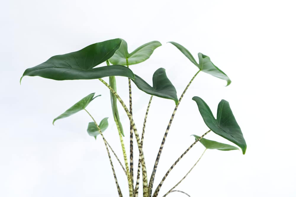 Alocasia zebrina