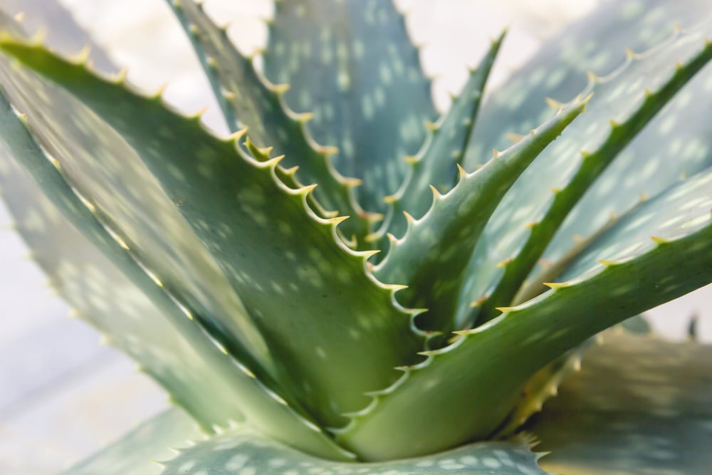 Aloe barbadensis