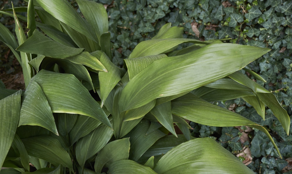 Aspidistra elatior