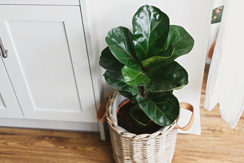 Fiddle Leaf Fig Varieties You Should Know About (Plus Bonus Ficus Guide)