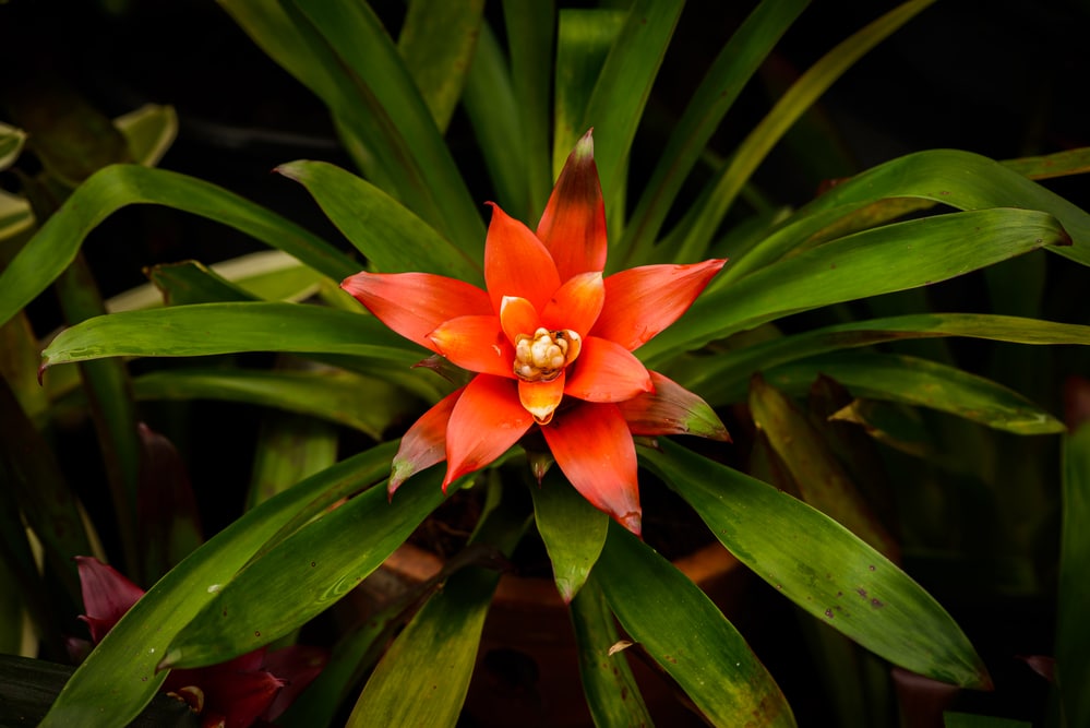 Bromelia