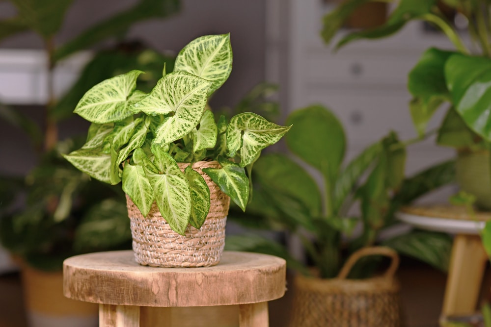 Syngonium podophyllum