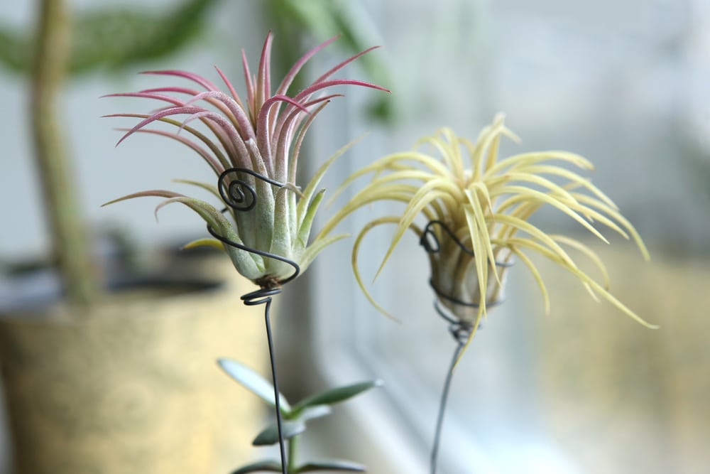 Tillandsia ionantha