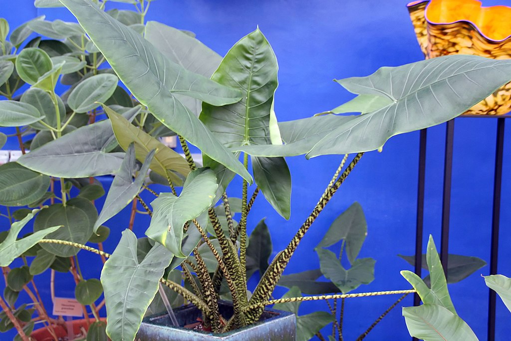 alocasia zebrina