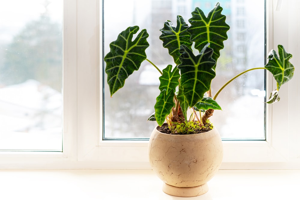 56+ Alocasia Polly Pflege, Für die alocasia polly in ihrem zuhause