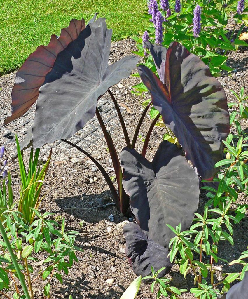 Alocasia Black Magic