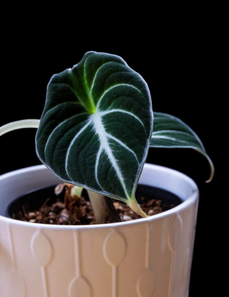 Alocasia reginula