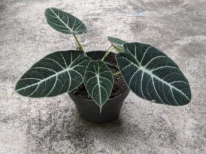 Alocasia reginula 'Black Velvet'