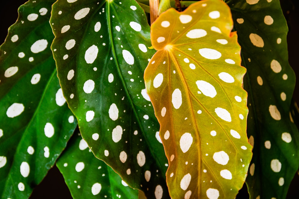 Begonia maculata