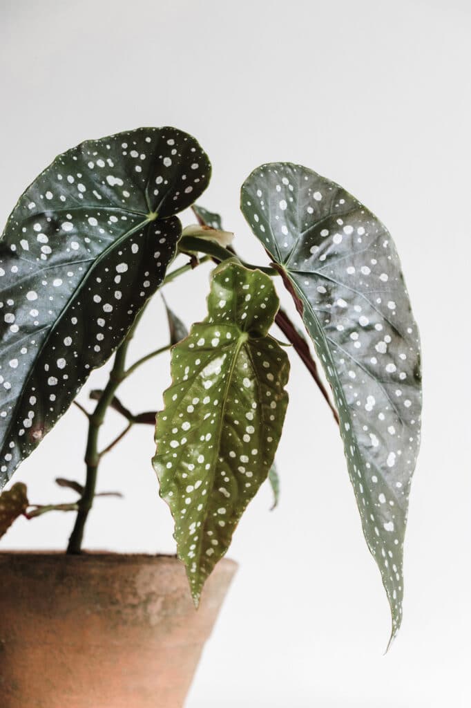 Begonia Maculata Care: The Complete Guide | Just Houseplants