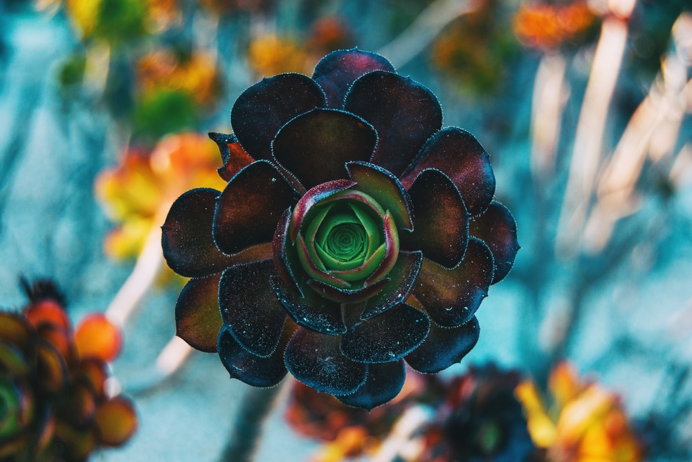 'Black Rose' Aeonium