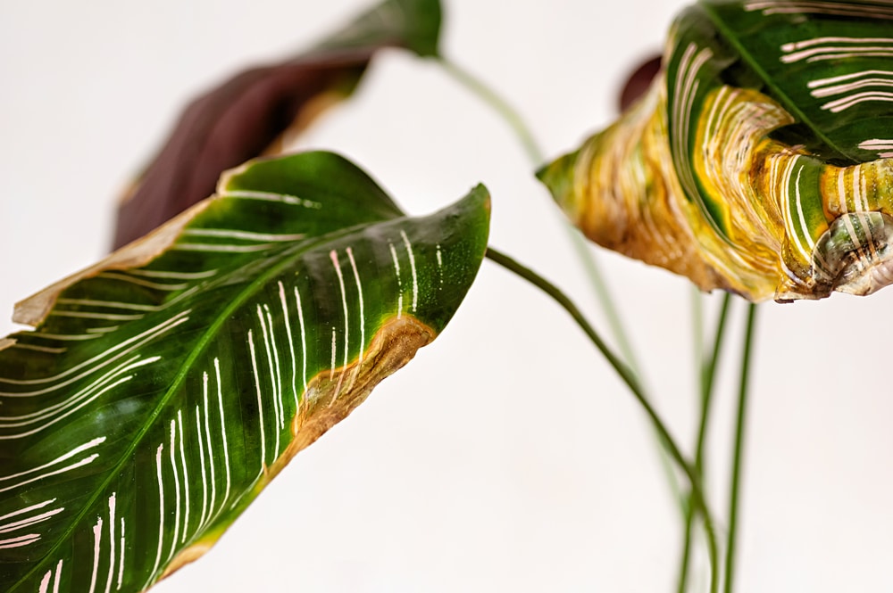 calathea ornata