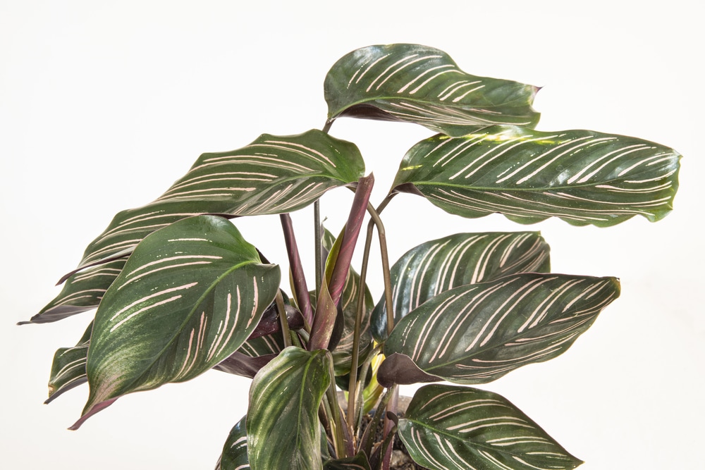 Calathea Ornata