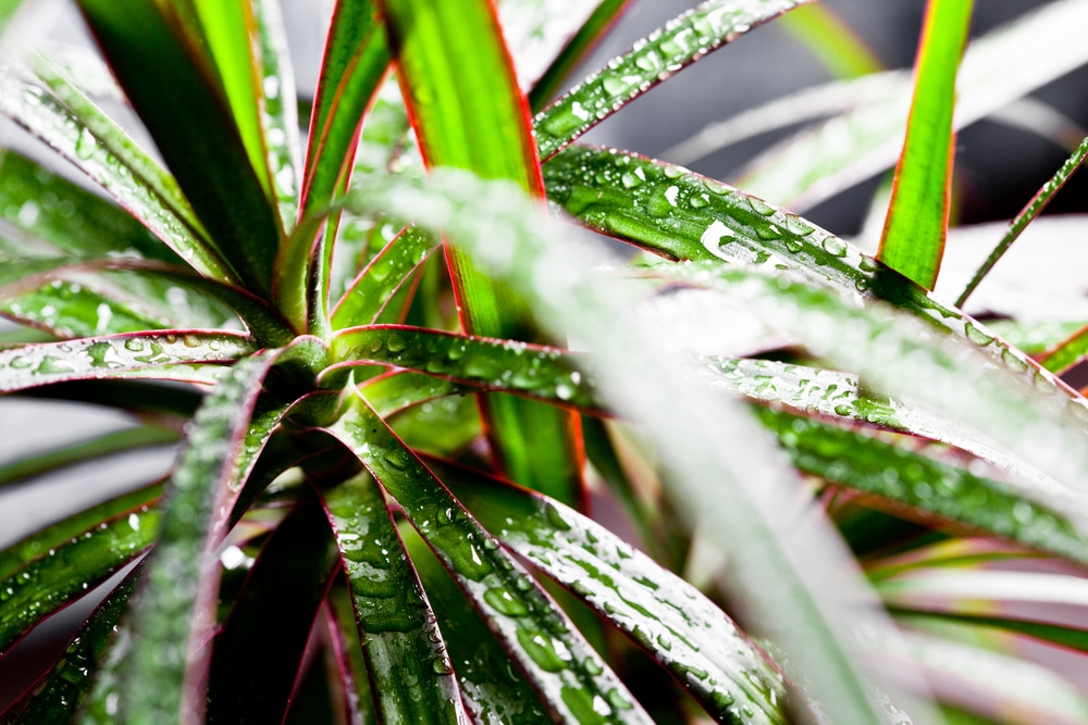 Dracaena marginata