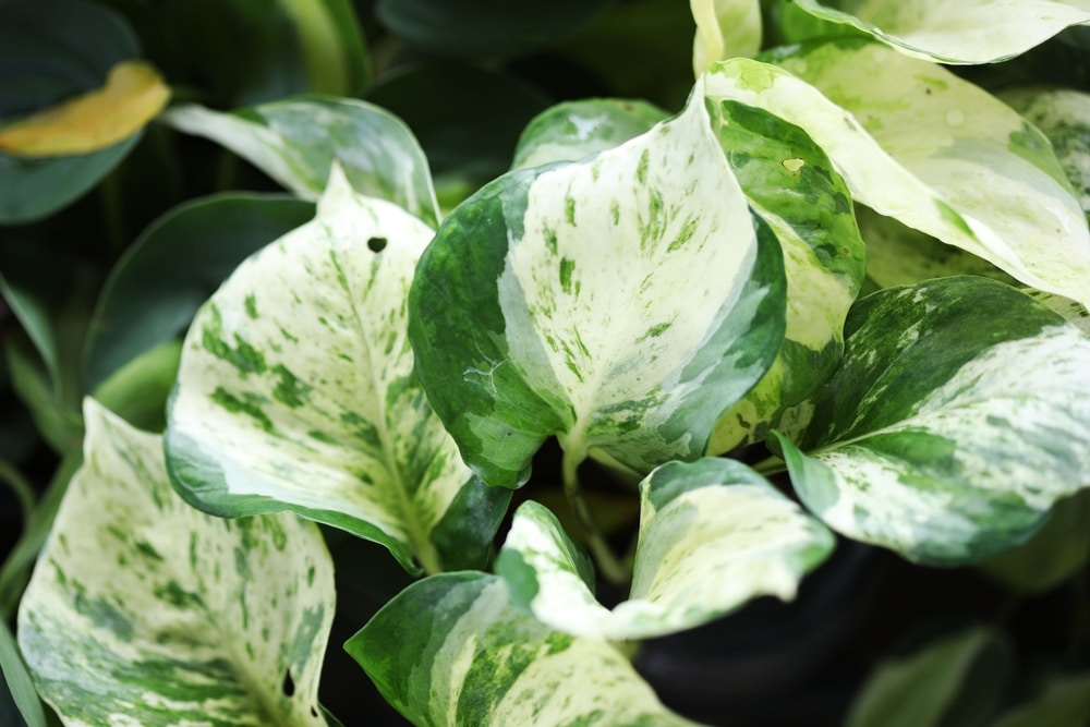 15 Awesome Pothos Varieties (Species Guide) | Just Houseplants