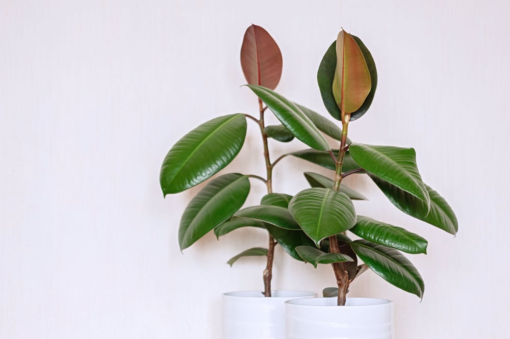 Ficus elastica