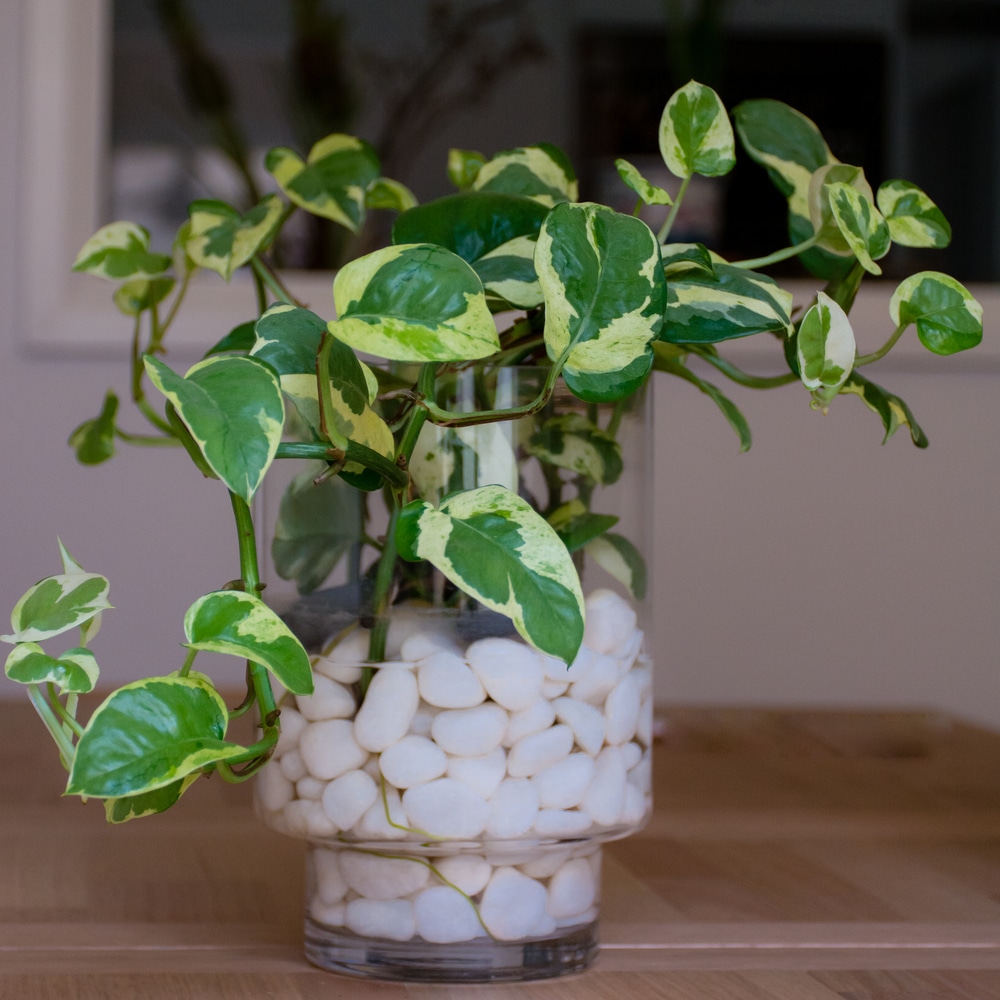 Glacier pothos - Epipremnum aureum 'Glacier'