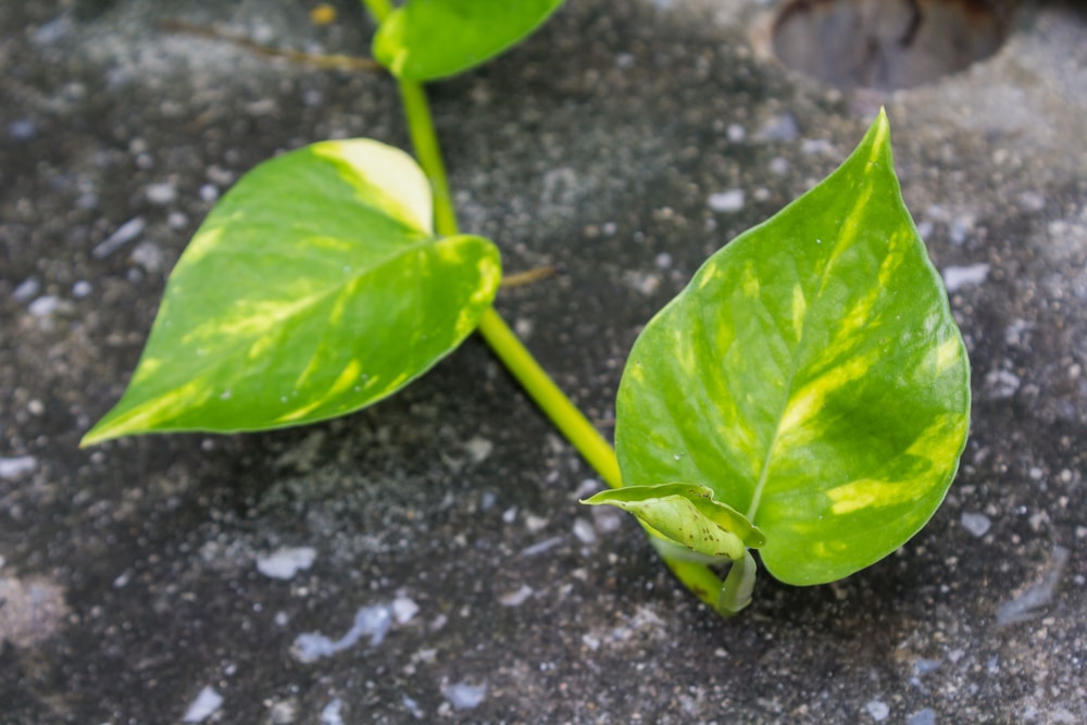 Golden pothos - Epipremnum aureum 'Golden'