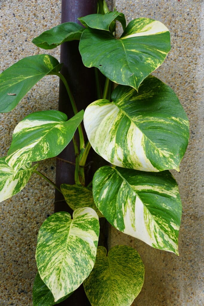 Hawaiian pothos - Epipremnum aureum 'Hawaiian'