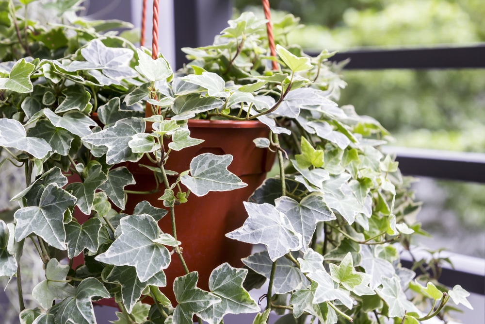 Hedera helix