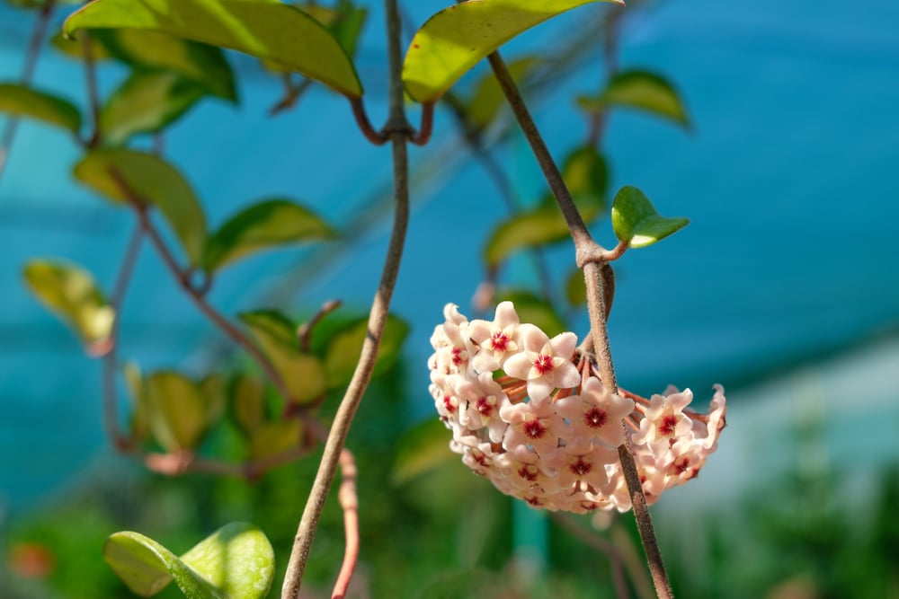 Hoya carnosa