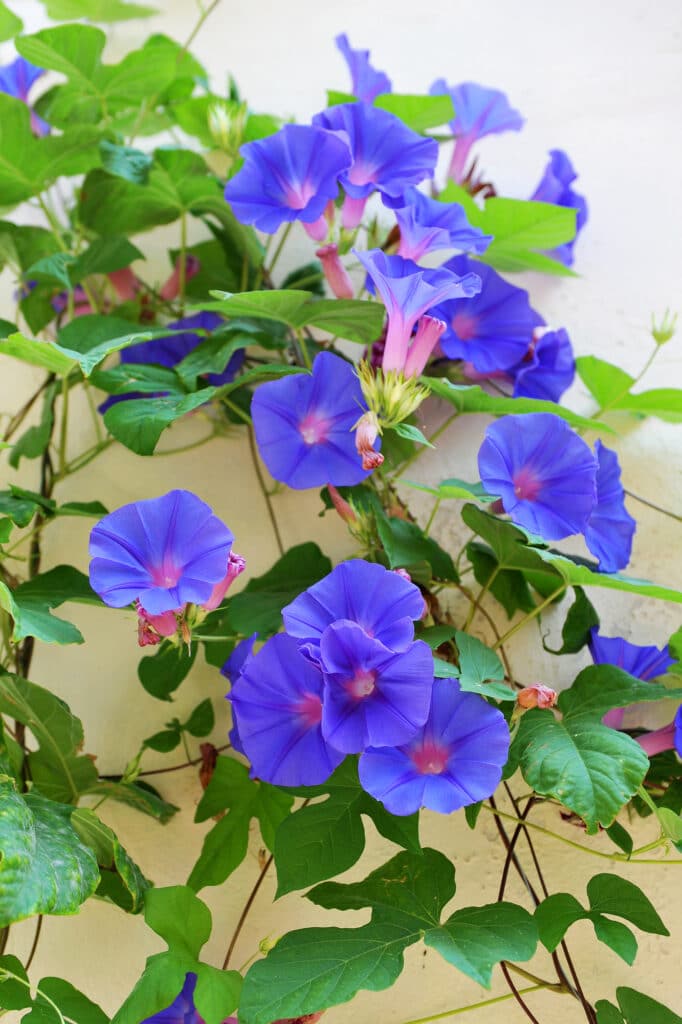 Morning glory - Ipomoea purpurea