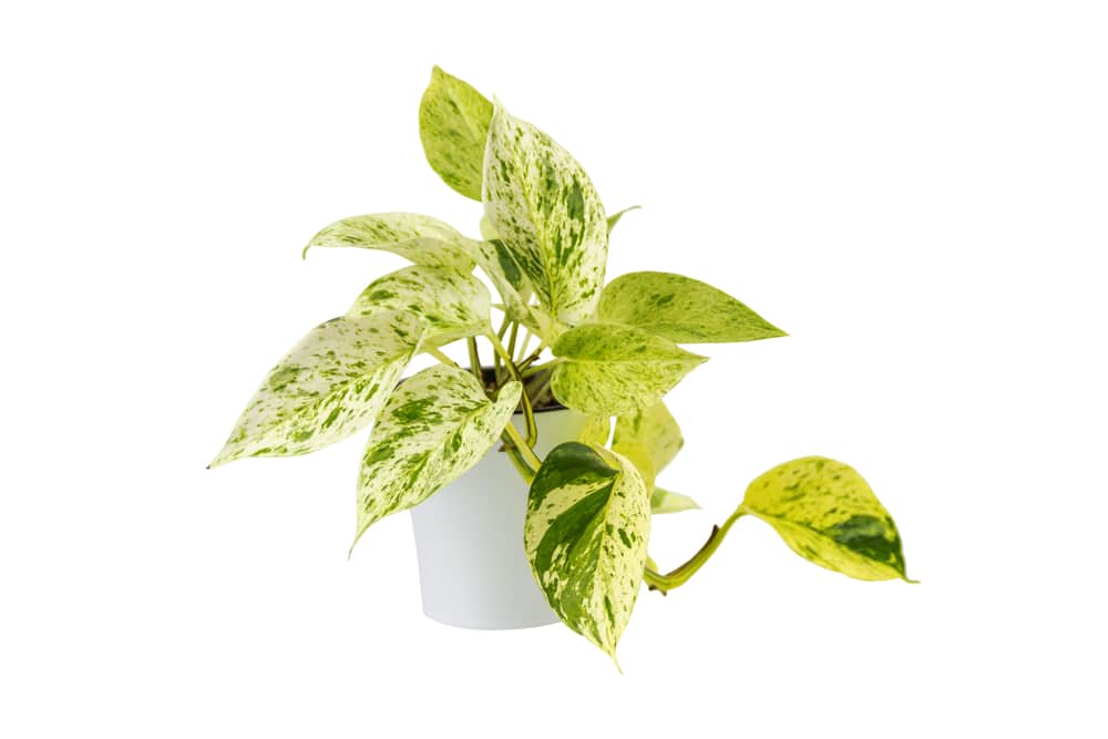 Marble Queen pothos - Epipreum aureaum 'Marble Queen'