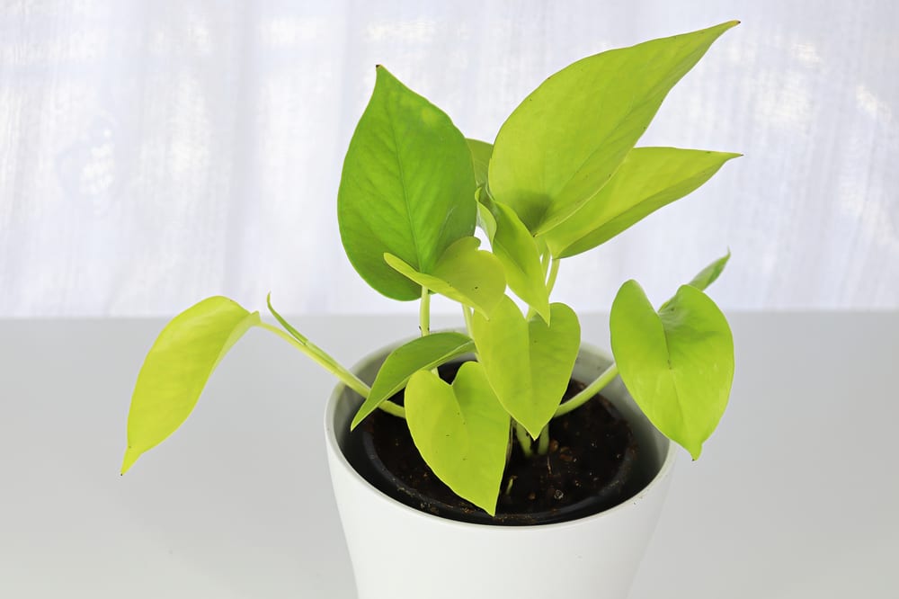 Neon pothos - Epipremnum aureum 'Neon'