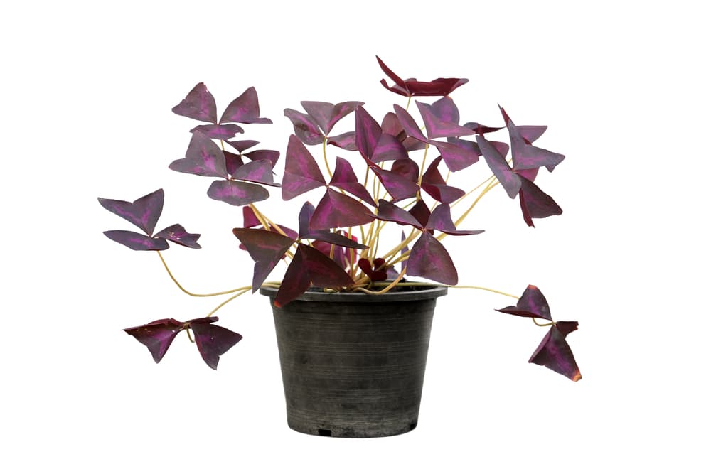 Oxalis Triangularis