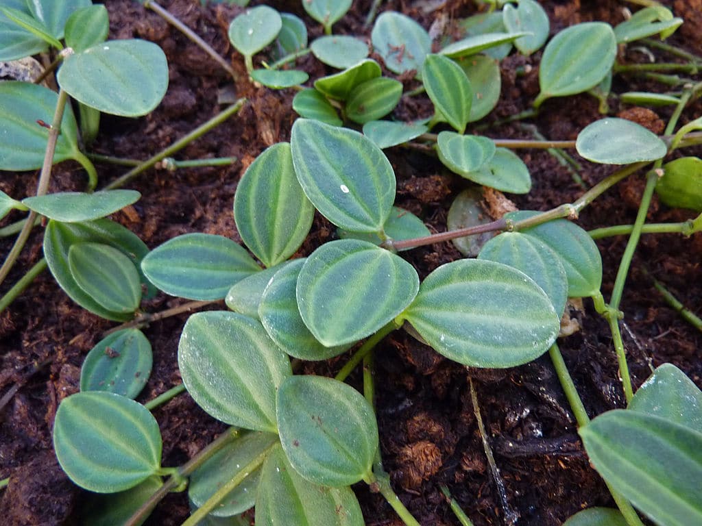 Peperomia Quadrangularis