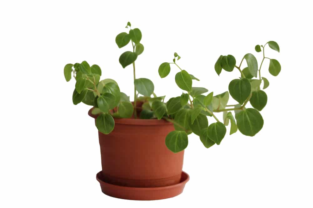 Peperomia obtusifolia