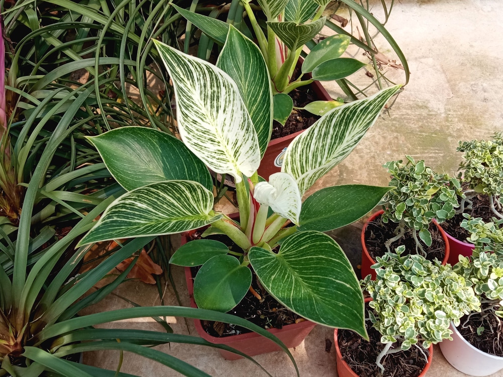 potted philodendron birkin