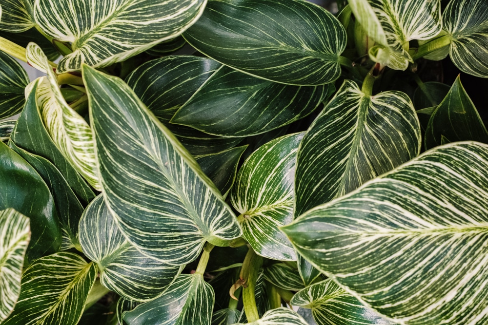 Plant leaves Philodendron Birkin