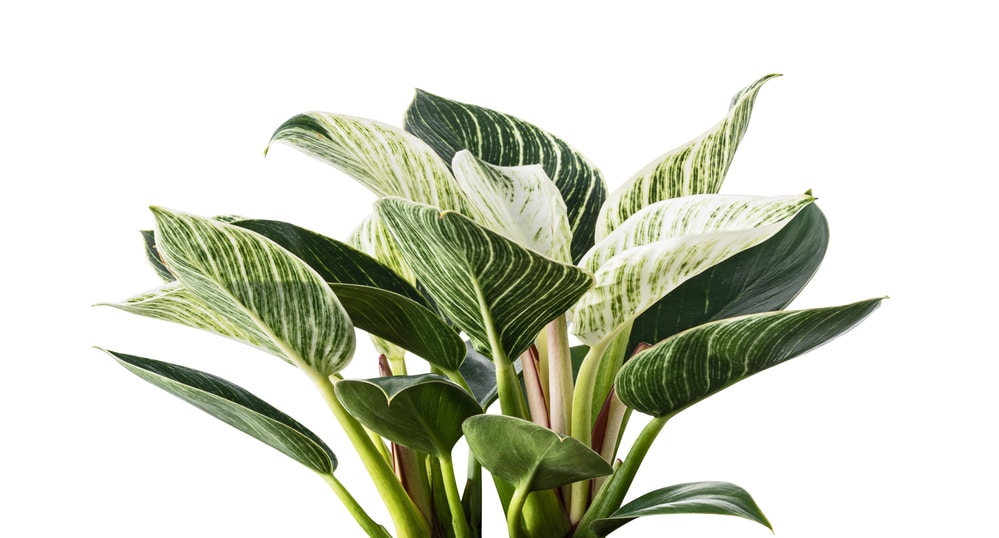 Philodendron Birkin