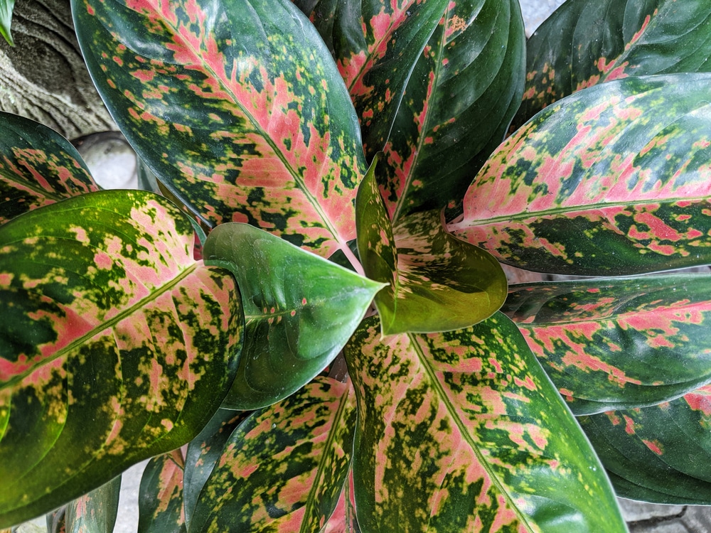 Red Aglaonema