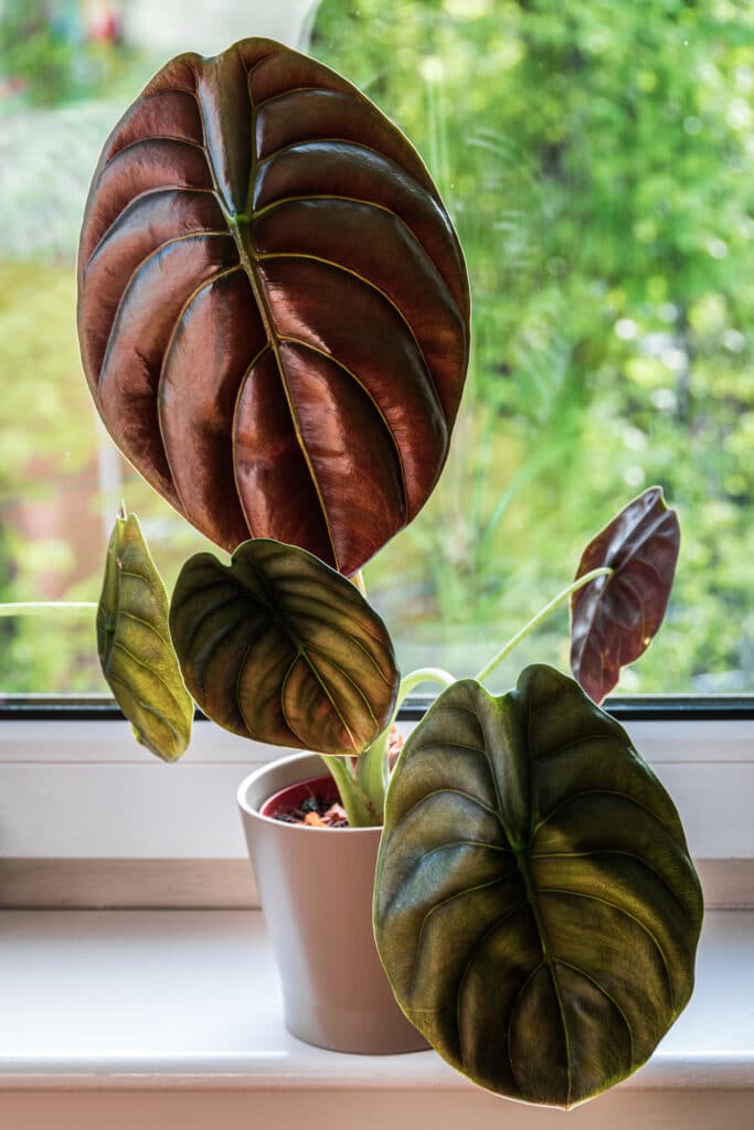 Red Secret Alocasia - Alocasia cuprea